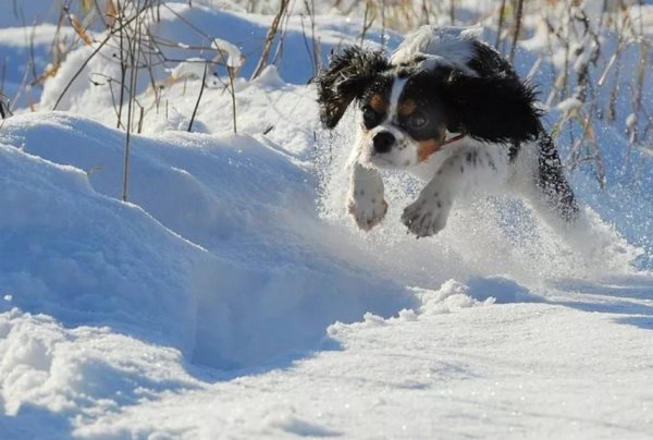 Снежные псы Нана порода
