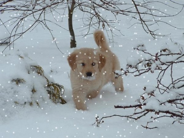 Собака радуется снегу