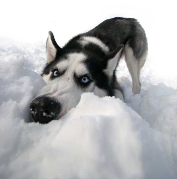 Помоги весне ешь снег