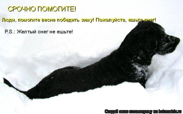 Люди ешьте снег помогайте весне
