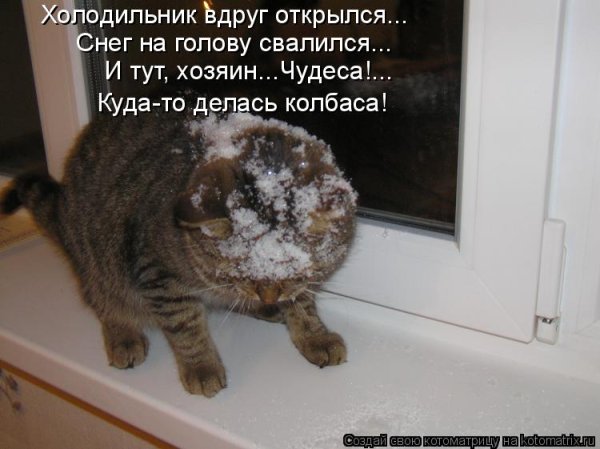 Приколы про котов на морозе