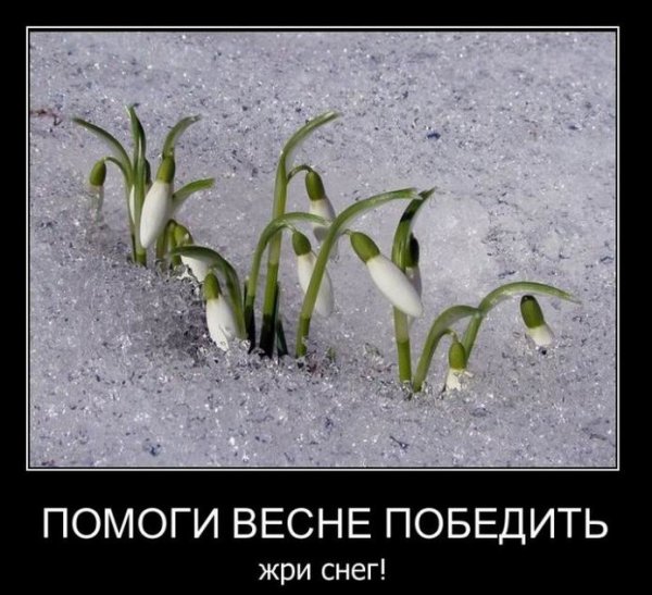 Шутки про подснежники