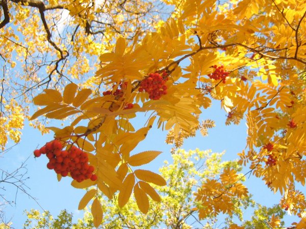 Очень осень