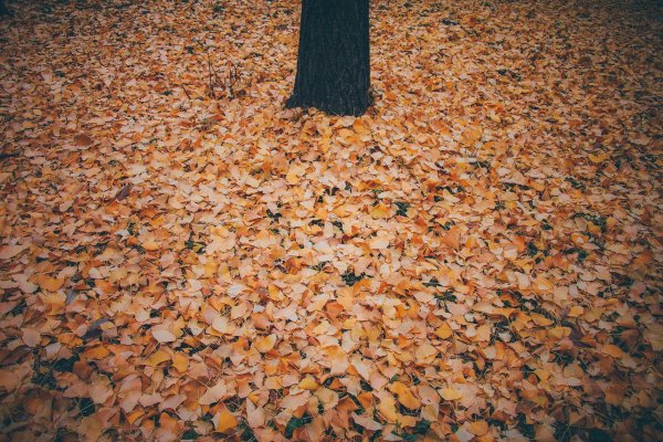 Пол из осенних листьев