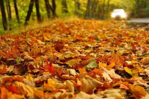 Осенние листья на траве