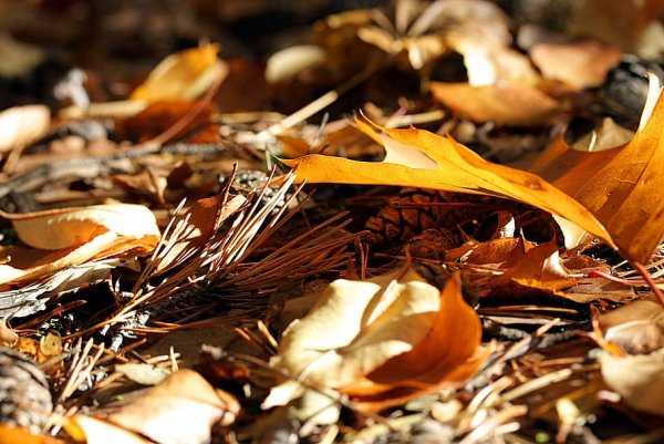 Осенняя Лесная подстилка из сосновых иголок