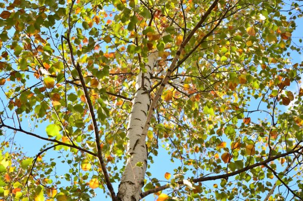 Береза осень