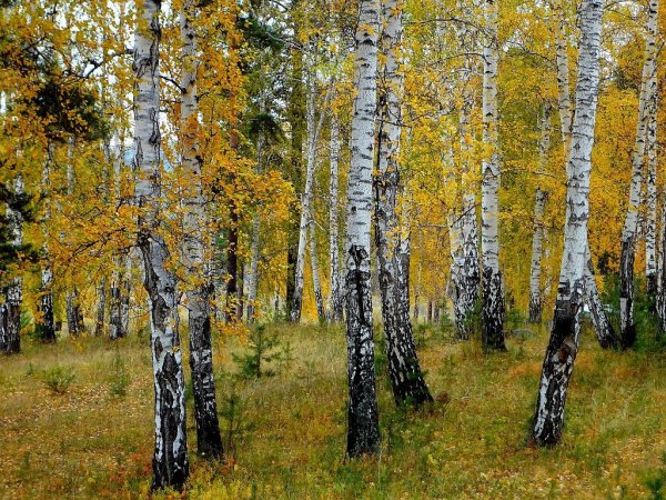 Березовый лес осенью