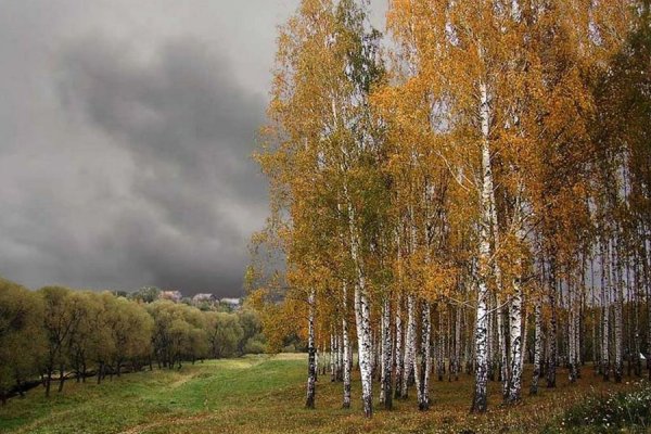 Осенняя Березовая рощица