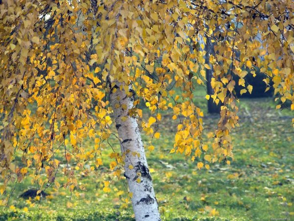 Береза бородавчатая осень