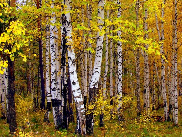 Березовые Рощи Южного Урала