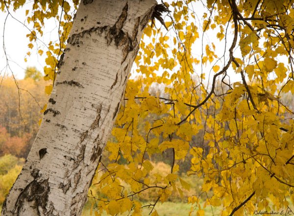 Береза осень