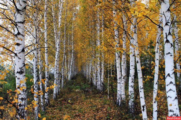 Березовая роща Удмуртия