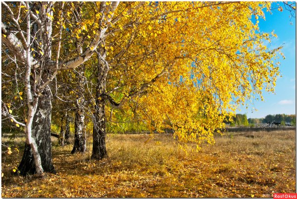 Золотая осень березы