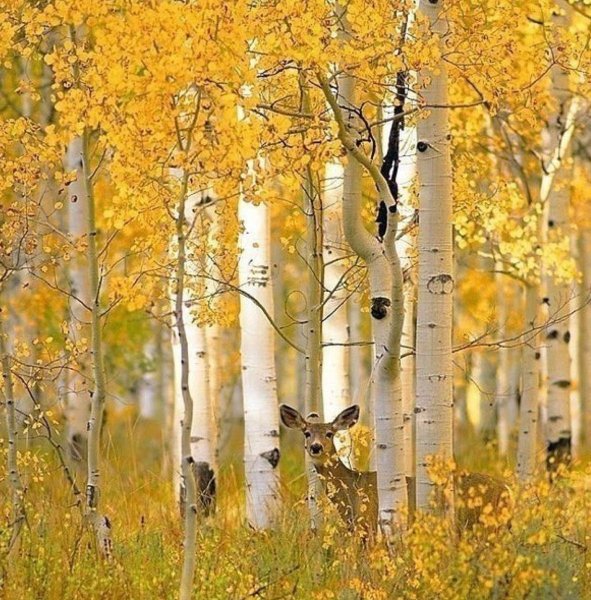 Золотая роща