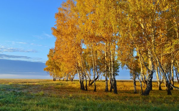 Береза осенью