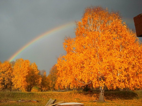 Береза осень