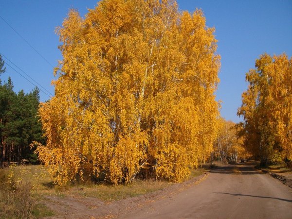 Betula pubescens осень