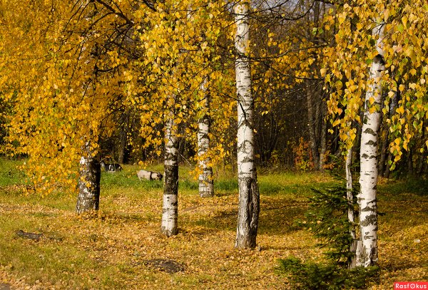 Березка осенью