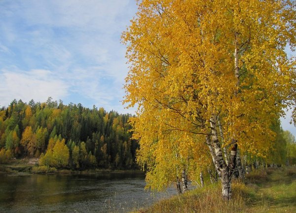 Осенняя береза