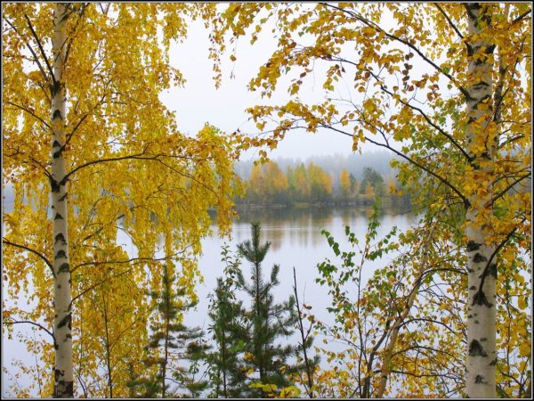 Осенняя береза у реки