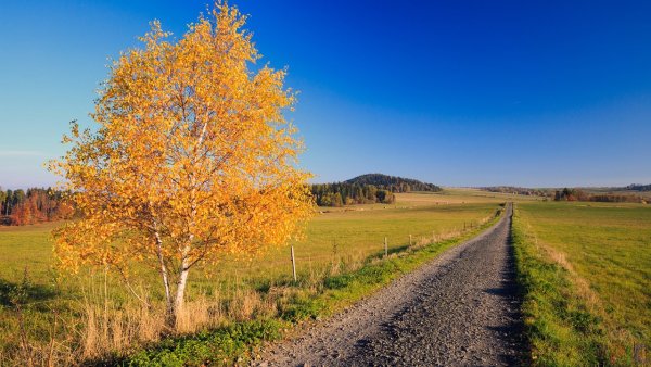 Дерево береза осенью
