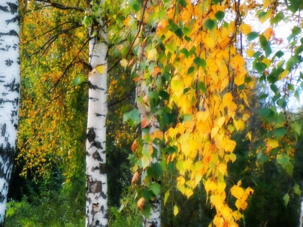 Золотые листья березы