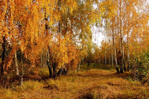 Осенняя береза