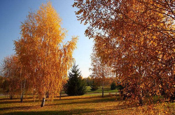 Береза повислая осенью