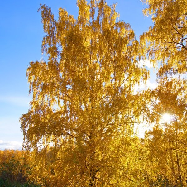 Береза осенью