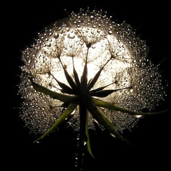 Одуванчик и Луна