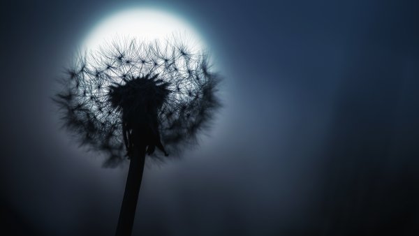 Одуванчик в темноте