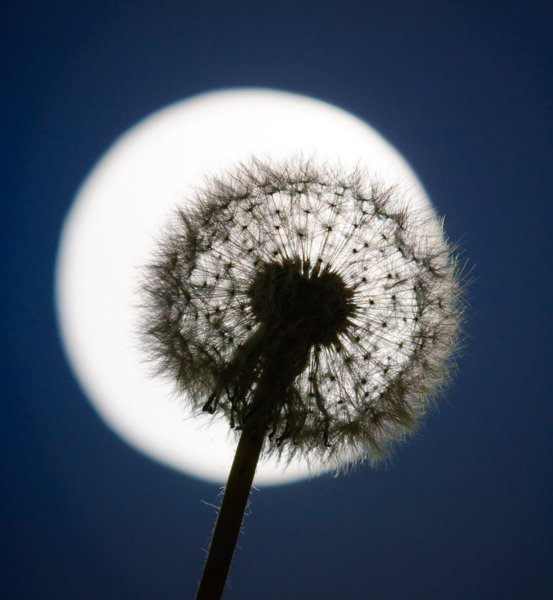 Лунный одуванчик