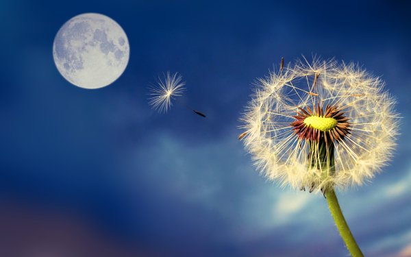 Одуванчик и Луна картинки