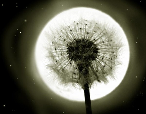 Одуванчик на фоне Луны