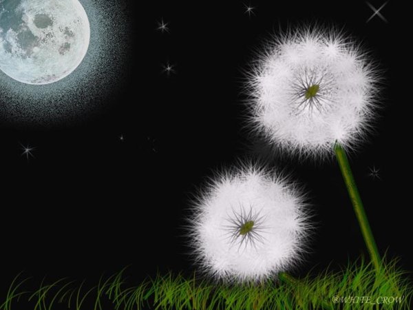 Одуванчики ночью