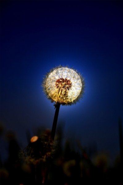Ночной одуванчик