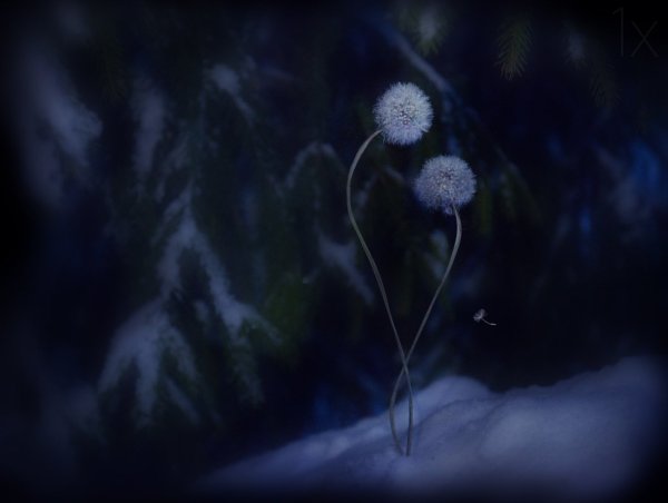 Одуванчик Минимализм