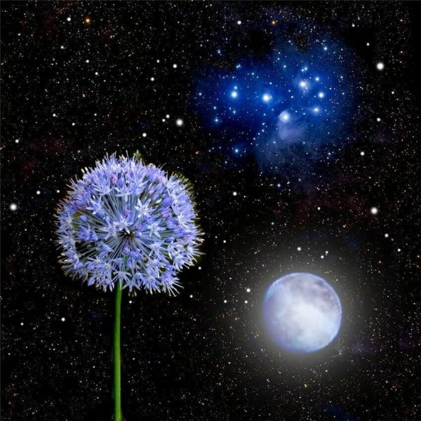 Звездный цветок