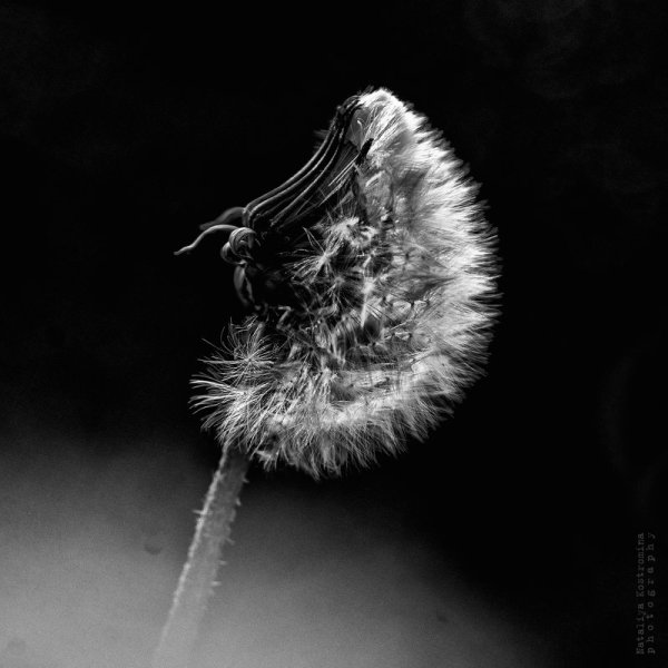 Лунный одуванчик