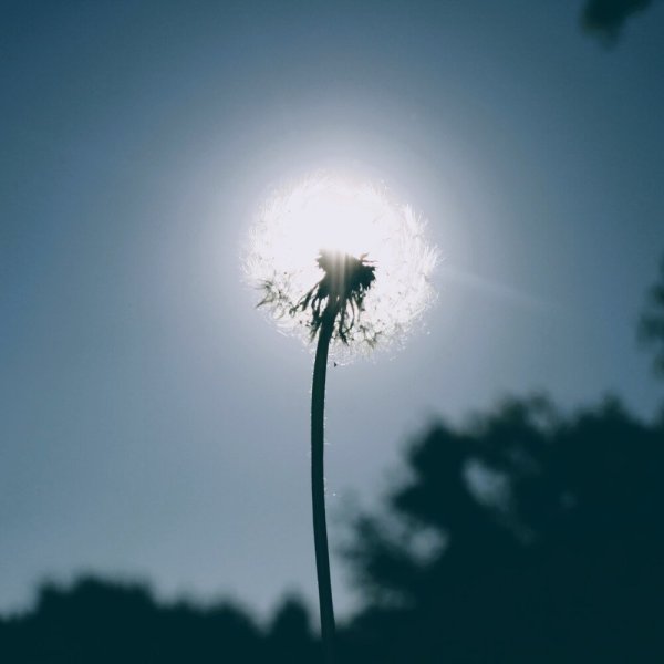 Счастливый одуванчик