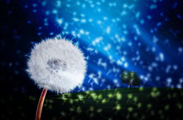 Одуванчик воздушный шар