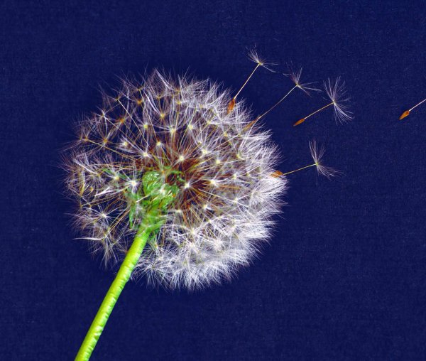 Одуванчик космос