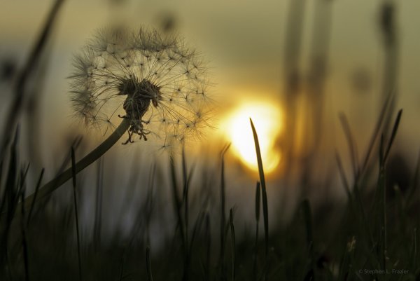 The Dandelion Seed