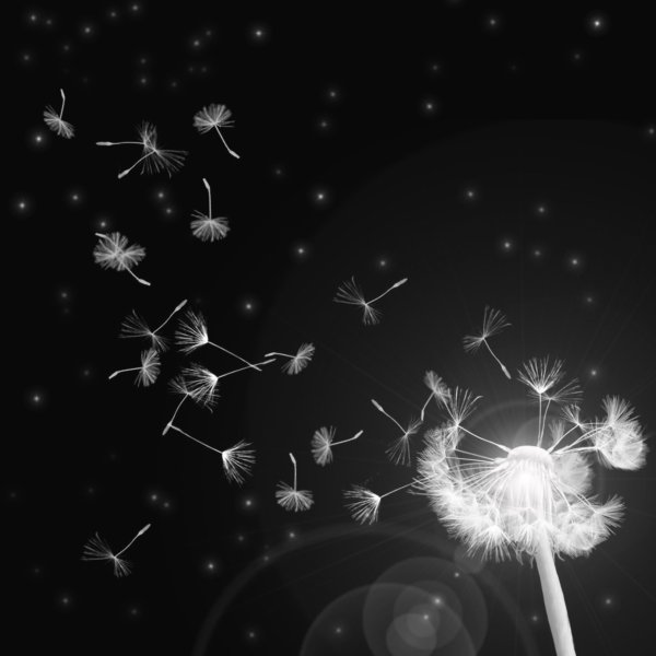 Одуванчик на черном фоне