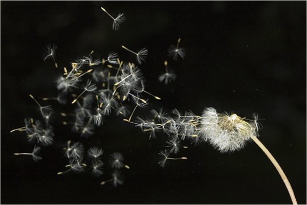 Пух одуванчика