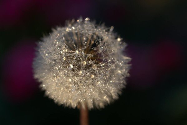 Одуванчик в каплях дождя