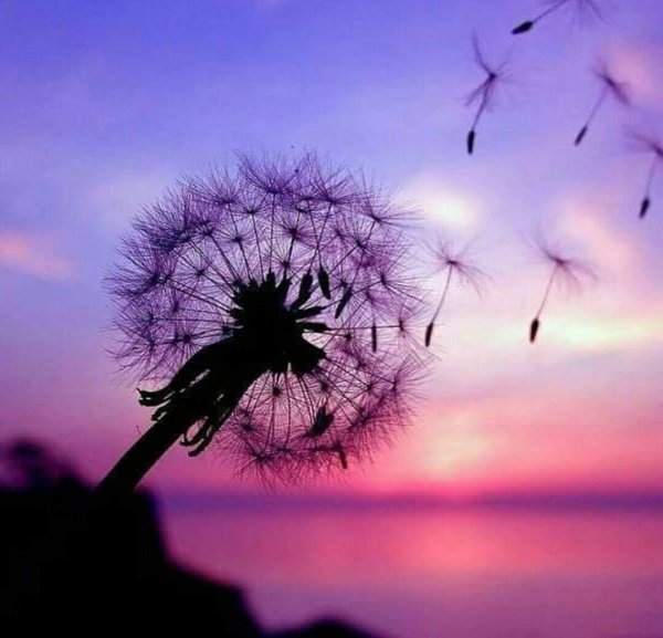 Розовый одуванчик