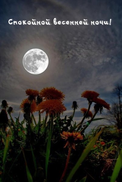 Цветы ночью