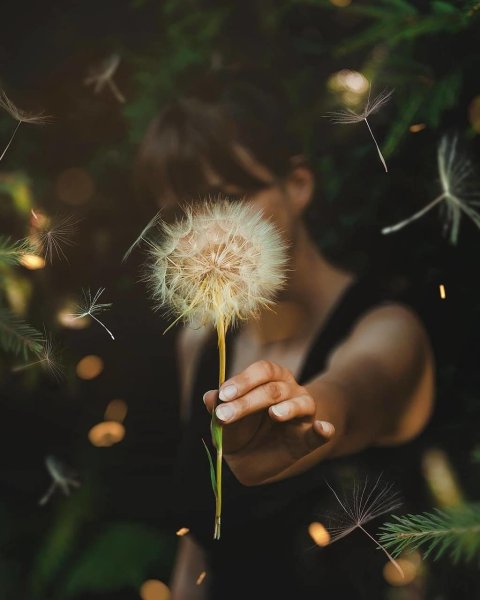 Магия одуванчика